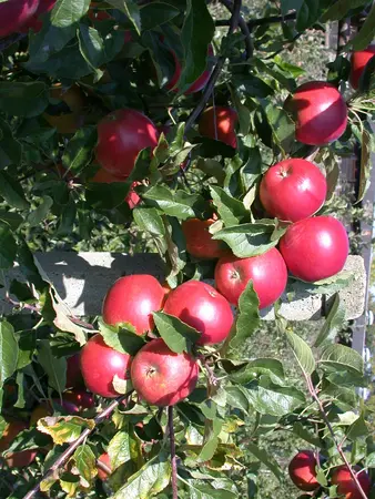 Malus dom. 'Ecolette' - 7L pot/2 yr bush - image 2