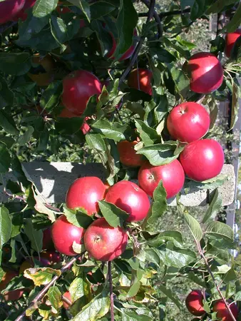 Malus dom. 'Ecolette' - STDS 12-14 CM CONT - image 2