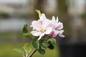 Malus dom. 'Ecolette' - 7L pot/2 yr bush - image 4