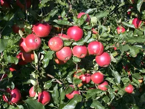 Malus dom. 'Ecolette'