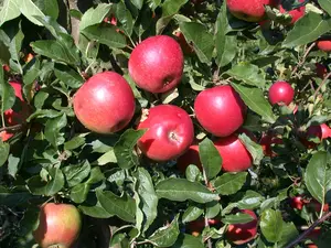 Malus dom. 'Ecolette' - 7L pot/2 yr bush - image 3