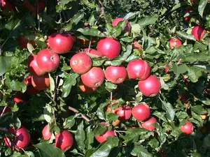 Malus dom. 'Ecolette' - STDS 12-14 CM CONT - image 5
