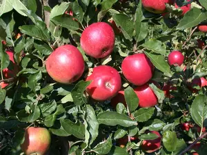 Malus dom. 'Ecolette' - STDS 12-14 CM CONT - image 3