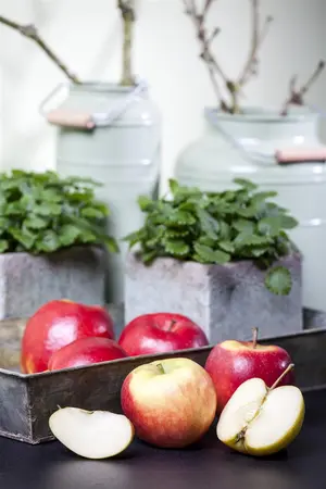 Malus dom. 'Elstar' - 1/2 STEM, GIRTH 10-12 CM C25 - image 4