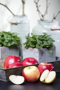 Malus dom. 'Elstar' - TRAINED 40 CM STEM, GIRTH 12-14 CM C35 - image 4