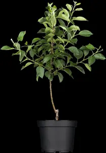 Malus dom. 'Elstar' - 1/2 STEM GIRTH 14-16 CM C35 - image 1