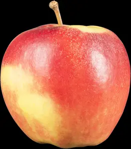 Malus dom. 'Elstar' - TRAINED 50 CM STEM, GIRTH 12-14 CM RB - image 2