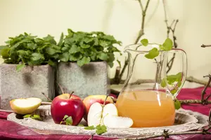 Malus dom. 'Elstar' - 1/2 STEM GIRTH 18-20 CM RB - image 5