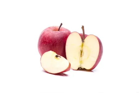Malus dom. 'Gala' - DOUBLE U-SHAPE C30 - image 4