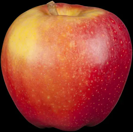 Malus dom. 'Gala' - DOUBLE U-SHAPE C30 - image 1