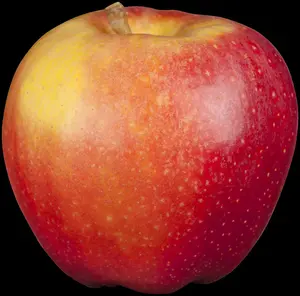 Malus dom. 'Gala' - 1/2 STDS C10 - image 1