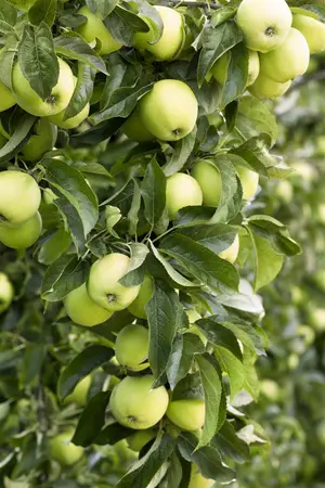 Malus dom. 'Golden Delicious'-Kl. B - U-SHAPE C25 - image 1