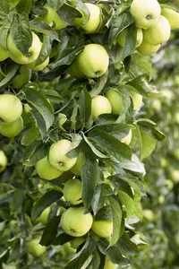 Malus dom. 'Golden Delicious'-Kl. B