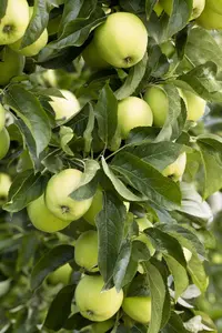 Malus dom. 'Golden Delicious'-Kl. B - U-SHAPE C25 - image 5