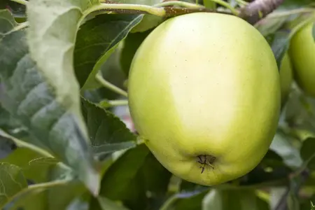 Malus dom. 'Golden Delicious'-Kl. B - U-SHAPE C25 - image 3