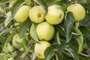 Malus dom. 'Golden Delicious'-Kl. B - U-SHAPE C25 - image 4