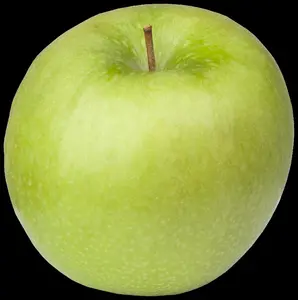 Malus dom. 'Granny Smith' - 7L pot/2 yr bush - image 3