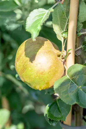 Malus dom. 'Gravenstein' - 1/2 STDS C10 - image 5
