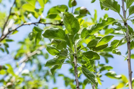 Malus dom. 'Gravenstein' - TRAINED 50 CM STEM, GIRTH 18-20 CM RB - image 2