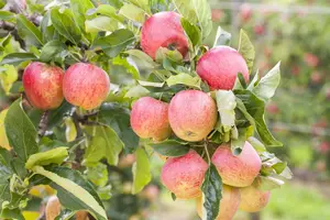 Malus dom. 'Gravenstein' - 1/2 STDS C10 - image 1