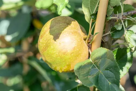 Malus dom. 'Gravenstein' - 1/2 STDS C10 - image 4