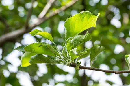 Malus dom. 'Gravenstein' - 1/2 STEM GIRTH 12-14 CM C35 - image 3