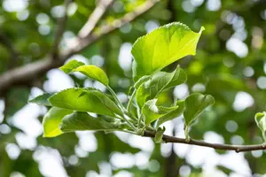 Malus dom. 'Gravenstein' - STEM 120 CM, GIRTH 8-10 CM C25 - image 3
