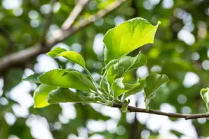 Malus dom. 'Gravenstein' - STD 10-12 CM CONT    - image 3