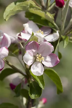 Malus dom. 'Ingrid Marie' - 7L pot/2 yr bush - image 4