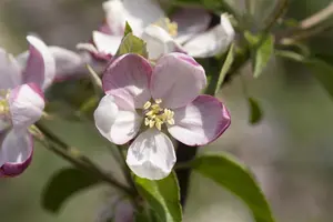 Malus dom. 'Ingrid Marie' - 7L pot/2 yr bush - image 3