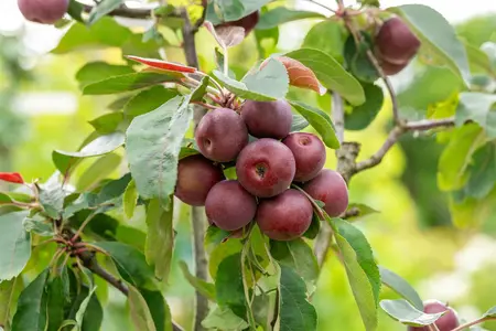 Malus dom. 'Ingrid Marie' - 7L pot/2 yr bush - image 5