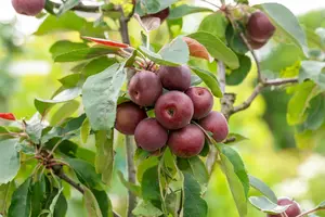 Malus dom. 'Ingrid Marie' - 7L pot/2 yr bush - image 5