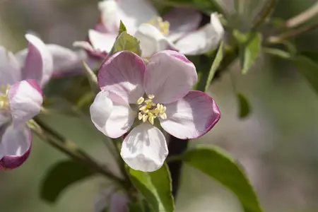 Malus dom. 'Ingrid Marie' - 1/2 STEM GIRTH 14-16 CM C35 - image 3