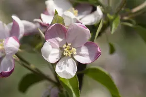 Malus dom. 'Ingrid Marie' - STD 10-12 CM CONT - image 3