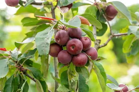 Malus dom. 'Ingrid Marie' - STD 10-12 CM CONT    - image 3