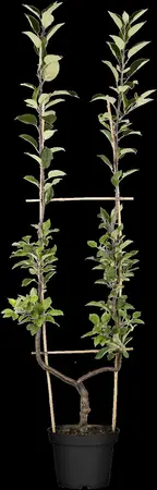 Malus dom. 'Ingrid Marie' - 7L pot/2 yr bush - image 2
