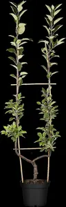 Malus dom. 'Ingrid Marie' - 1/2 STEM GIRTH 14-16 CM C35 - image 2