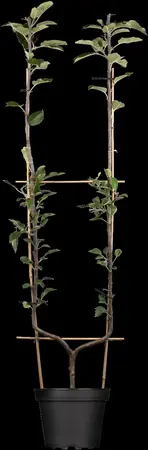 Malus dom. 'Ingrid Marie' - 7L pot/2 yr bush - image 1