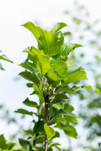 Malus dom. 'James Grieve' - U-SHAPE C25 - image 4
