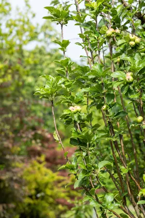 Malus dom. 'James Grieve' - 1/2 STEM GIRTH 12-14 CM RB - image 2