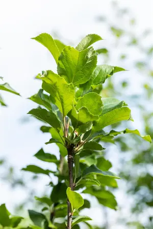 Malus dom. 'James Grieve' - 1/2 STEM GIRTH 16-18 CM RB - image 4