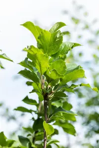 Malus dom. 'James Grieve' - TRAINED 40 CM STEM, GIRTH 12-14 CM C35 - image 4