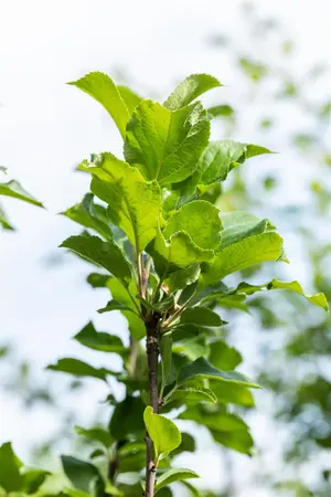 Malus dom. 'James Grieve' - 1/2 STEM TRAINED C45 - image 3