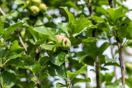 Malus dom. 'James Grieve' - U-SHAPE C25 - image 3