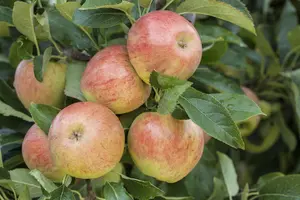 Malus dom. 'James Grieve' - 1/2 STEM GIRTH 14-16 CM RB - image 1