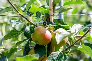Malus dom. 'James Grieve' - 1/2 STEM TRAINED C45 - image 4