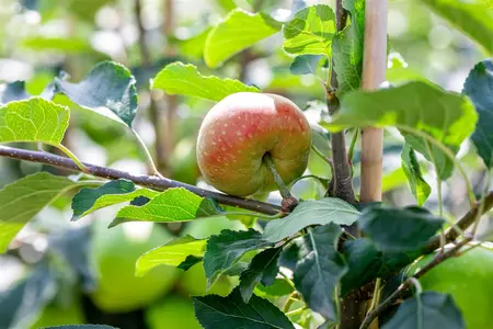 Malus dom. 'James Grieve' - 1/2 STEM TRAINED C45 - image 5