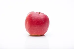 Malus dom. 'Jonagold' - U-SHAPE C25 - image 3