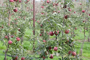 Malus dom. 'Jonagold' - 1/2 STEM GIRTH 14-16 CM RB - image 5