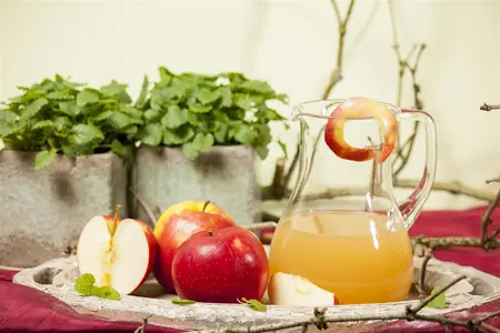 Malus dom. 'Jonagold' - TRAINED 50 CM STEM, GIRTH 12-14 CM RB - image 1